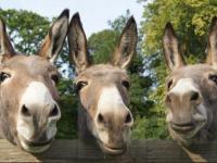 image-birmingham-donkeys-1427044357